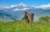 Sarangkot, Australian Base Camp to Dhampus Trek